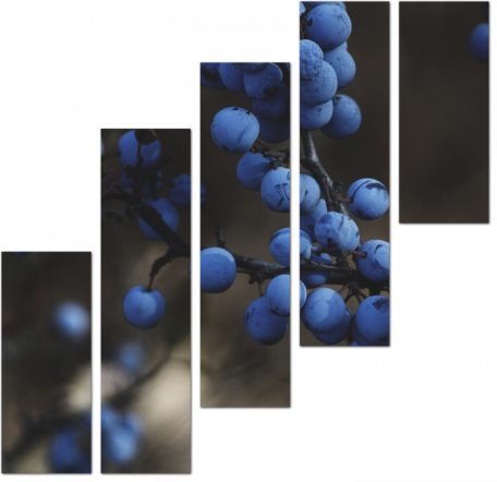 Ягоды синего винограда