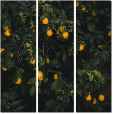 Лимоны в тени