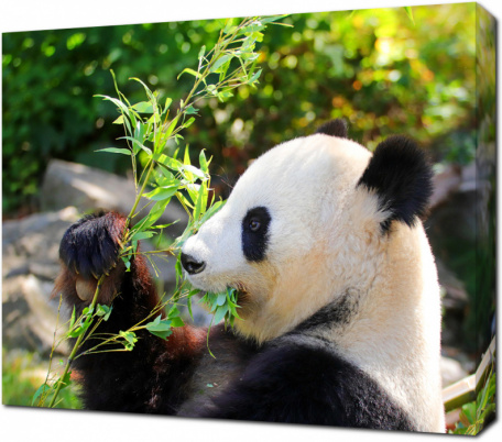 Панда ест свежие листья