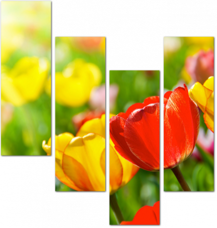 Красочные весенние тюльпаны