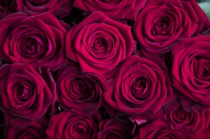 Фон с темно-красными розами