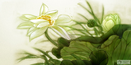 Живописный цветок лотоса