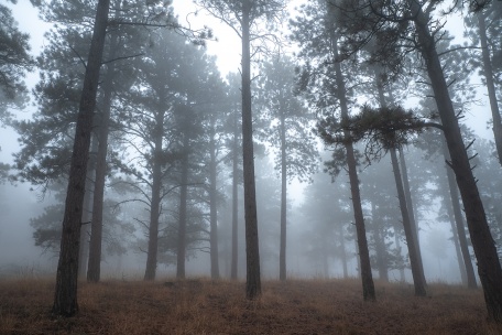 Прохлада туманного леса