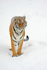 Тигр в снегу
