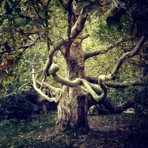 Старое дерево Платан