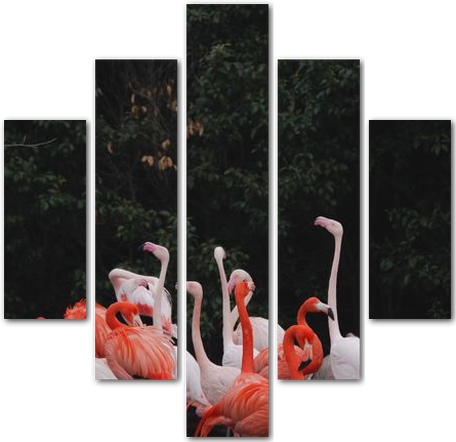 Белые и розовые фламинго