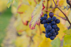 Темный виноград для вина