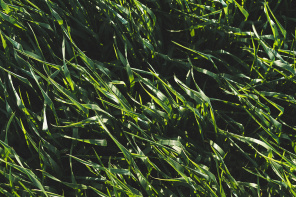 Зеленое пшеничное поле