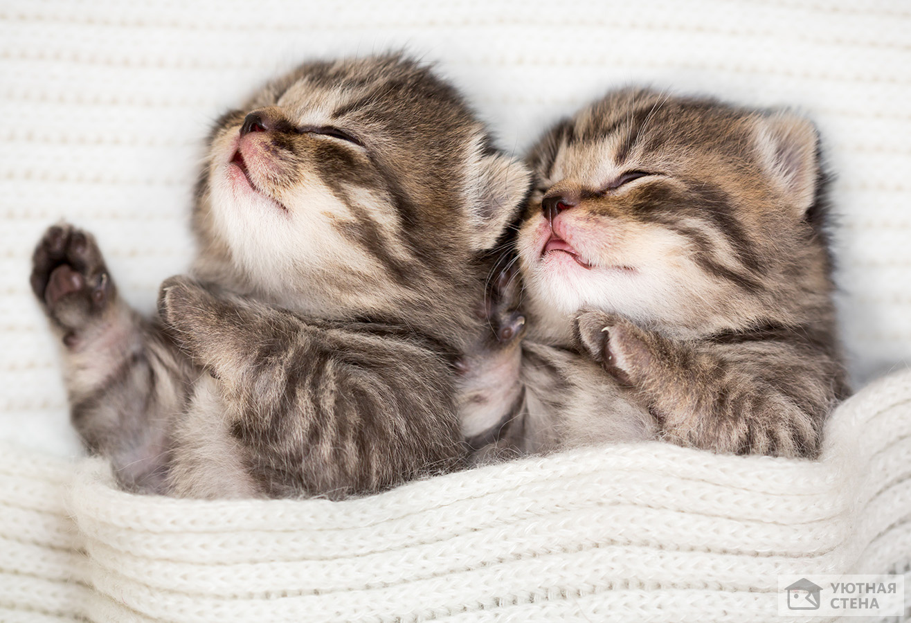 Фотообои Спящие котята - Арт. 901937 | Купить в интернет-магазине Уютная  стена