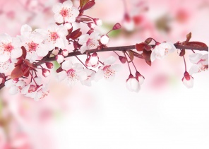 Красивые весенние цветы вишни