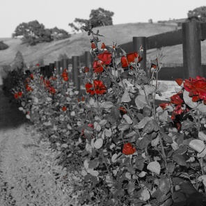 Забор из красных роз