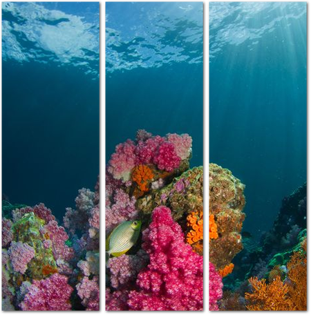 Кораллы под водой