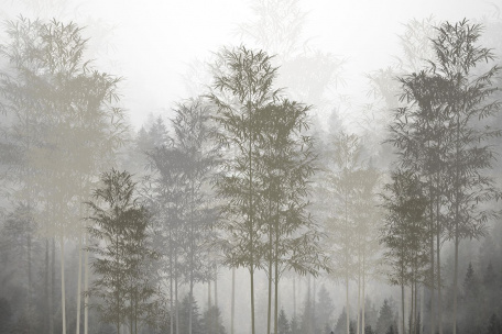 Силуэты деревьев в тумане