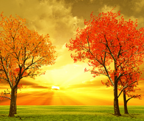 Осенние деревья на закате