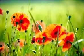 Солнечные маки