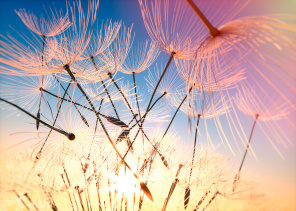 Летящие семена одуванчика на фоне заходящего солнца