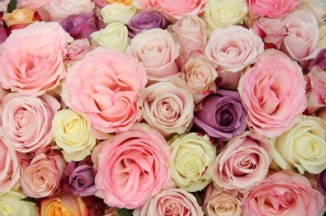 Бутоны разноцветных роз