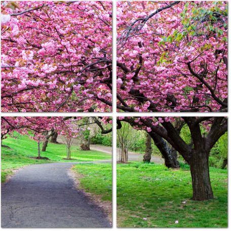 Цветущая вишня в парке