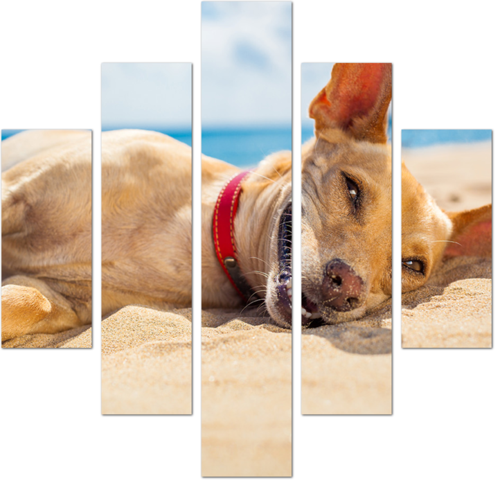 Прикольный пёс на пляже