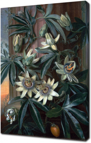 Филип Рейнагл — Синий цветок страсти, для "Храма флоры" Роберта Торнтона