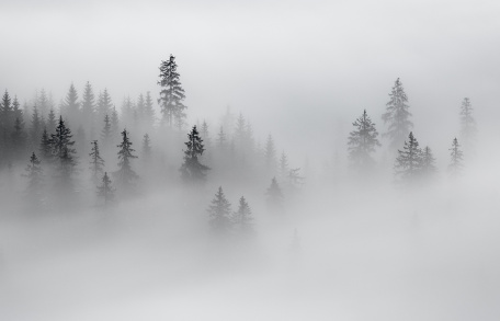 Туман над вершинами елей