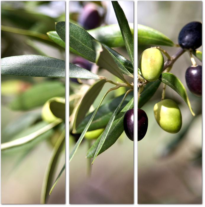 Ветка с оливками крупным планом