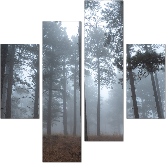 Прохлада туманного леса