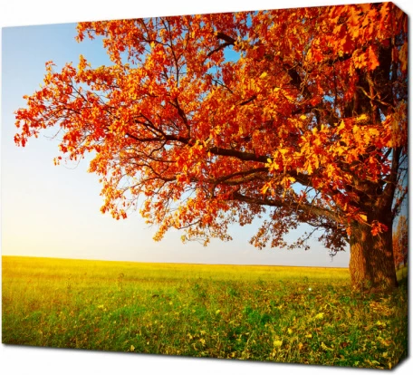 Большой осенний дуб