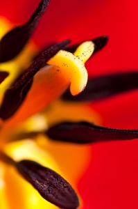 Пестик и тычинка красного тюльпана