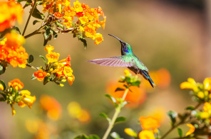 Колибри и цветы