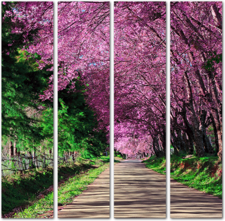Дорожка в парке под деревьями сакуры