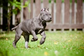 Щенок Кане корсо