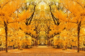 Желтый осенний парк