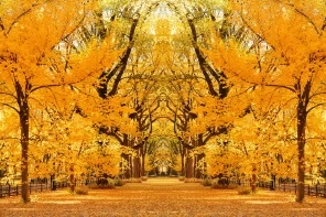 Желтый осенний парк