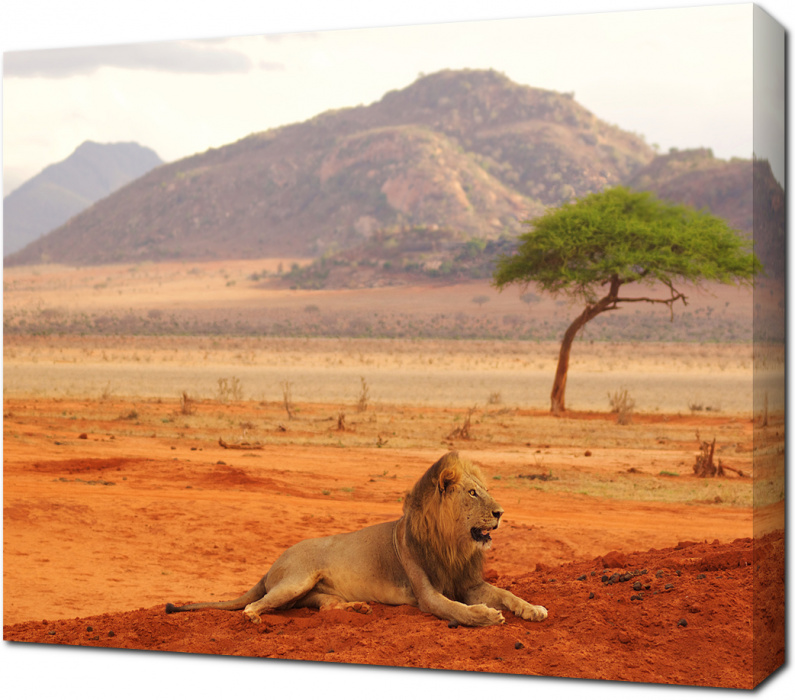 Отдыхающий лев в Кении