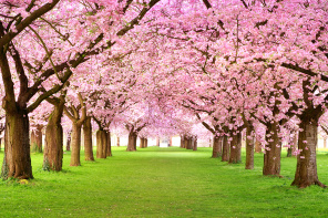 Цветущие деревья розовым