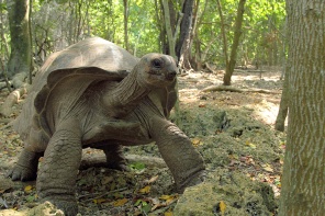 Большая черепаха в лесу
