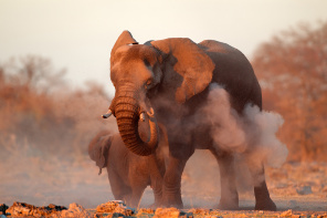 Слоны в песках