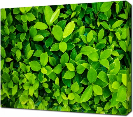 Ярко зеленые листья