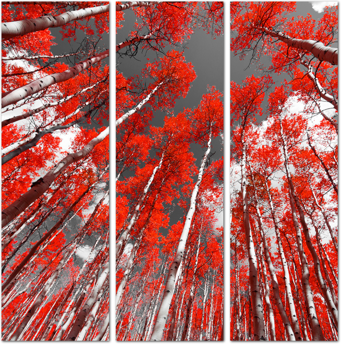 Красная листва деревьев