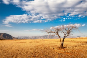Африканское дерево с голубым небом