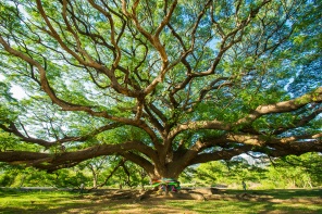 Необычное дерево в Канчанабури. Таиланд
