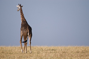 Жираф в саванне