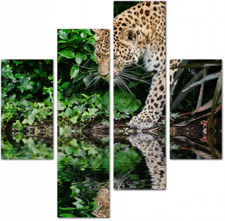 Леопард на водопое