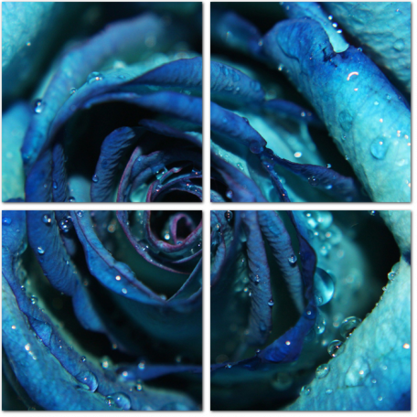 Бутон синей розы с каплями воды