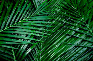 Пальмовые ветви с каплями дождя