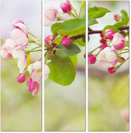 Ветка яблони с множеством цветов