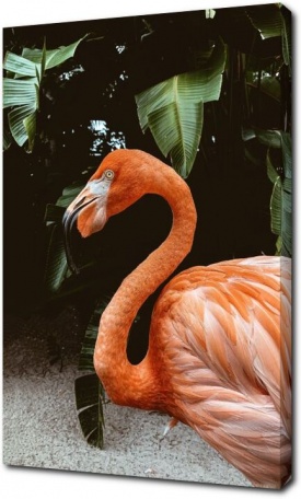 Грациозные фламинго