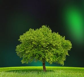 Экологическая Зеленая Зона