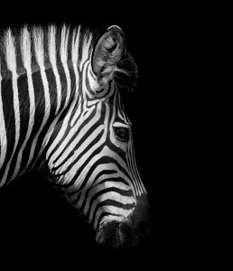 Зебра на черном фоне
